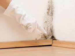 Reliable Florida, NY Mold Remediation Solutions